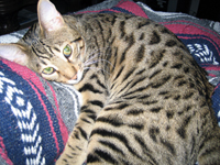 Rocky was one of our first bengal cats