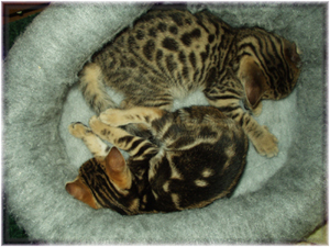 bengal Kittens