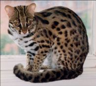 Asian Leopard was used in early breeding of bengal cats