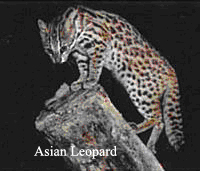 Bengal cats gets its markings from its ancestor - the asian leopard