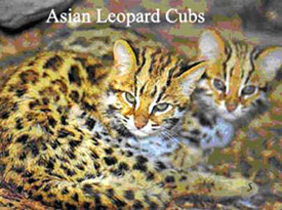 Asian Leopard - ancestor to the bengal cat