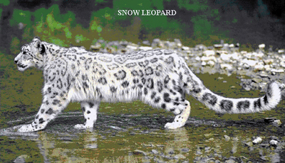 snow leaopard