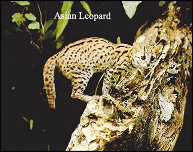 Like the Asian Leopard bengal cats are very atletic