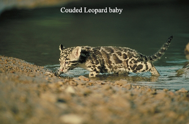 clouded leopard