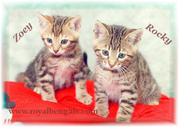 Our Bengal Kittens